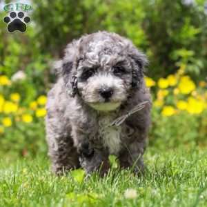 Chase, Mini Bernedoodle Puppy